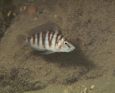 Altolamprologus sp. 'compressiceps shell' Cape Kachese